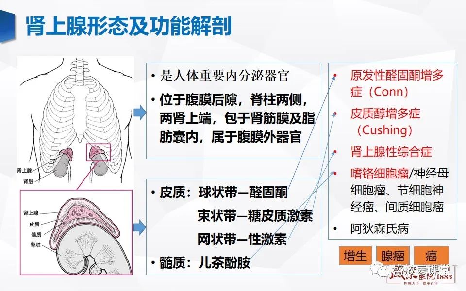 影像PPT - 【PPT】肾上腺增粗影像表现及意义-3