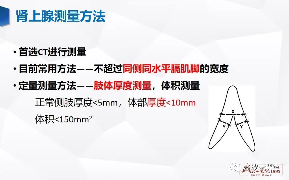影像PPT - 【PPT】肾上腺增粗影像表现及意义-5