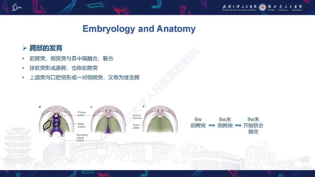 影像PPT - 【PPT】先天性唇腭裂影像诊断-9