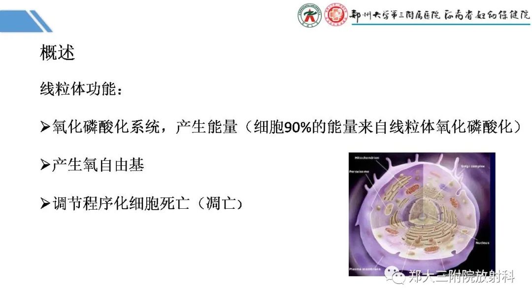 影像PPT - 【PPT】Melas综合征的影像诊断-12