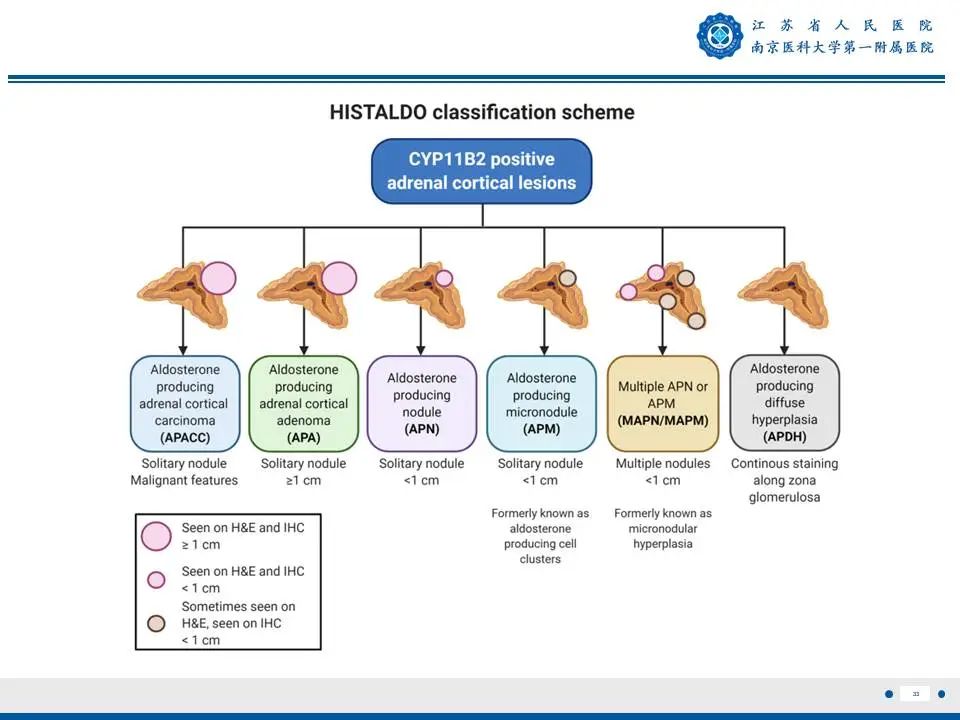 影像PPT - 【PPT】原发性醛固酮增多症-34