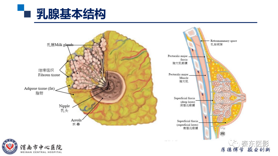 影像PPT - 【PPT】乳腺叶状肿瘤的影像表现-14