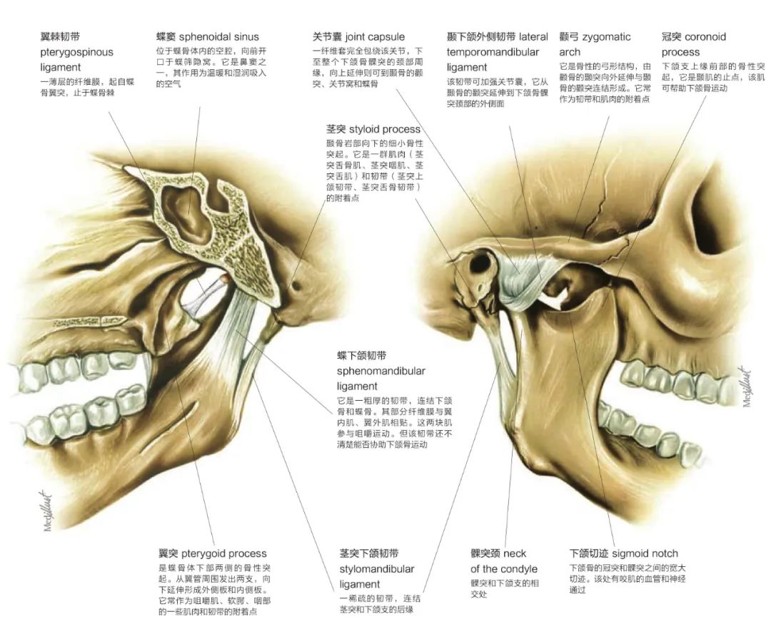 影像PPT - 颞下颌关节影像解剖-1 影像PPT - 颞下颌关节影像解剖-1