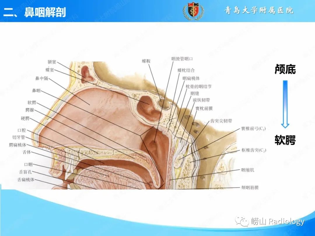 影像PPT - 【PPT】鼻咽病变的影像诊断思路-7