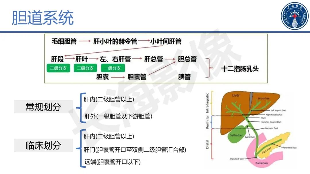影像PPT - 【PPT】原发性硬化性胆管炎-22