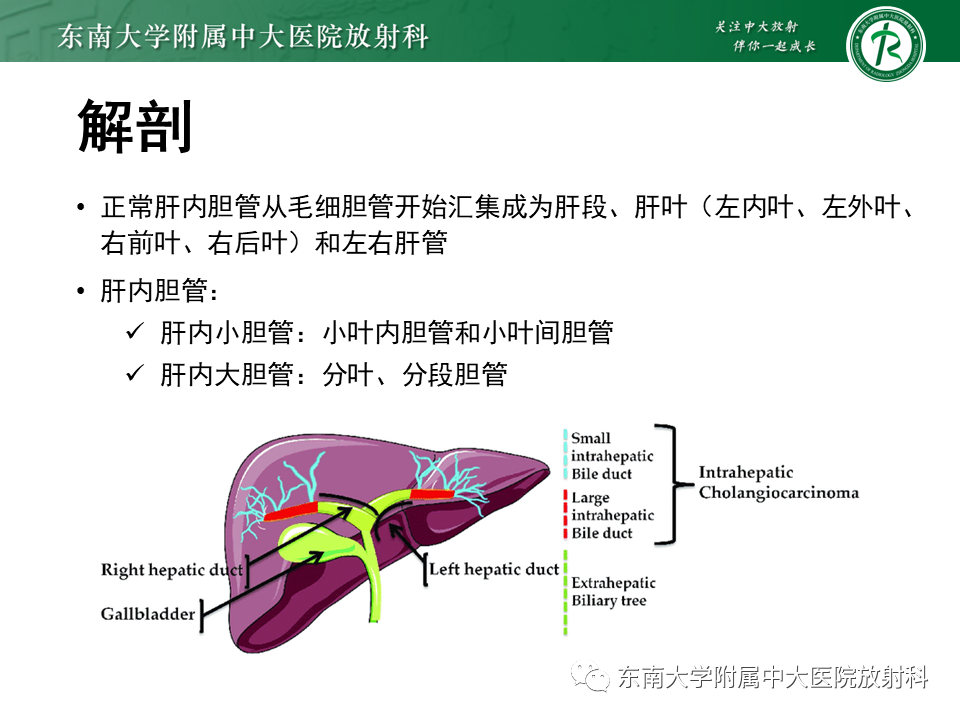 影像PPT - 【PPT】伴胆管扩张的肝内占位-32 影像PPT - 【PPT】伴胆管扩张的肝内占位-32