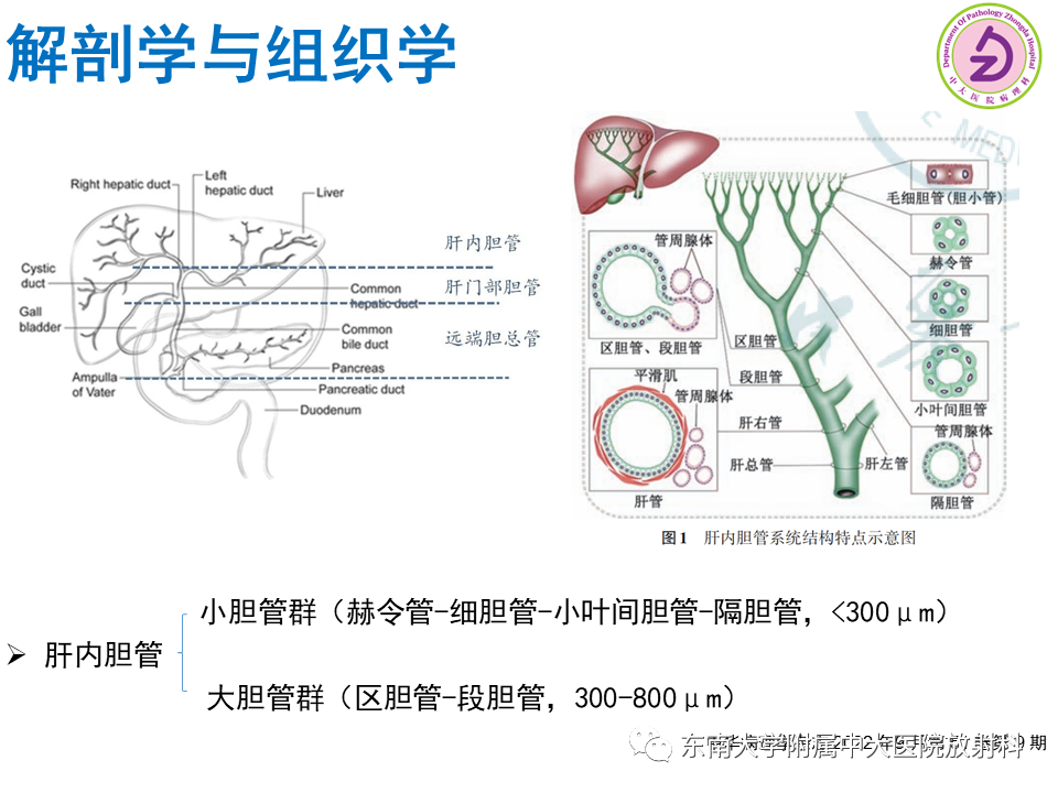 影像PPT - 【PPT】伴胆管扩张的肝内占位-44 影像PPT - 【PPT】伴胆管扩张的肝内占位-44