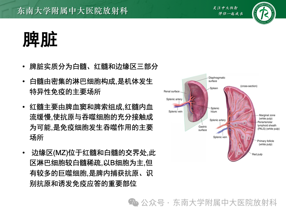 影像PPT - 【PPT】脾脏硬化性血管瘤样结节性转化-6 影像PPT - 【PPT】脾脏硬化性血管瘤样结节性转化-6